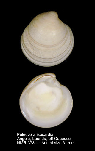 Pelecyora isocardia.jpg - Pelecyora isocardia(Dunker,1845)